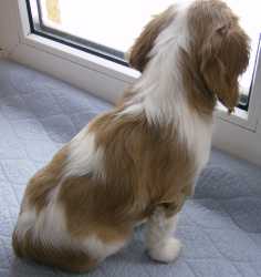 piesek