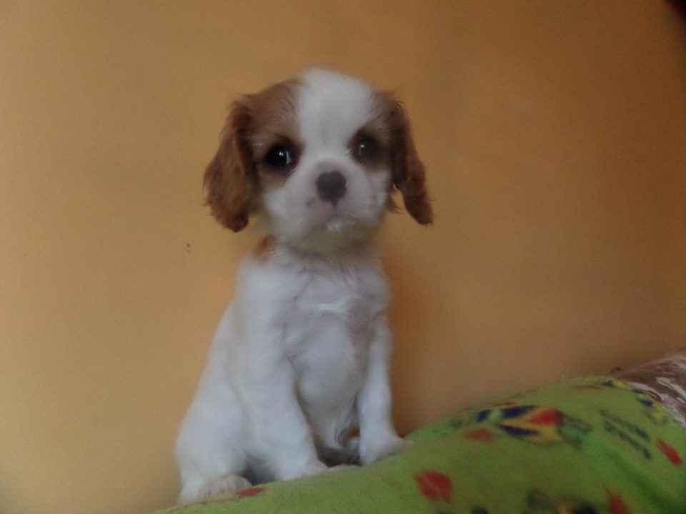 Majb