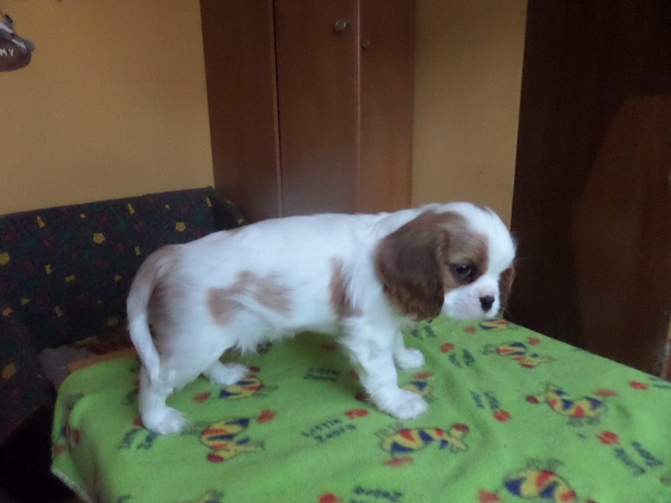 Majbel
