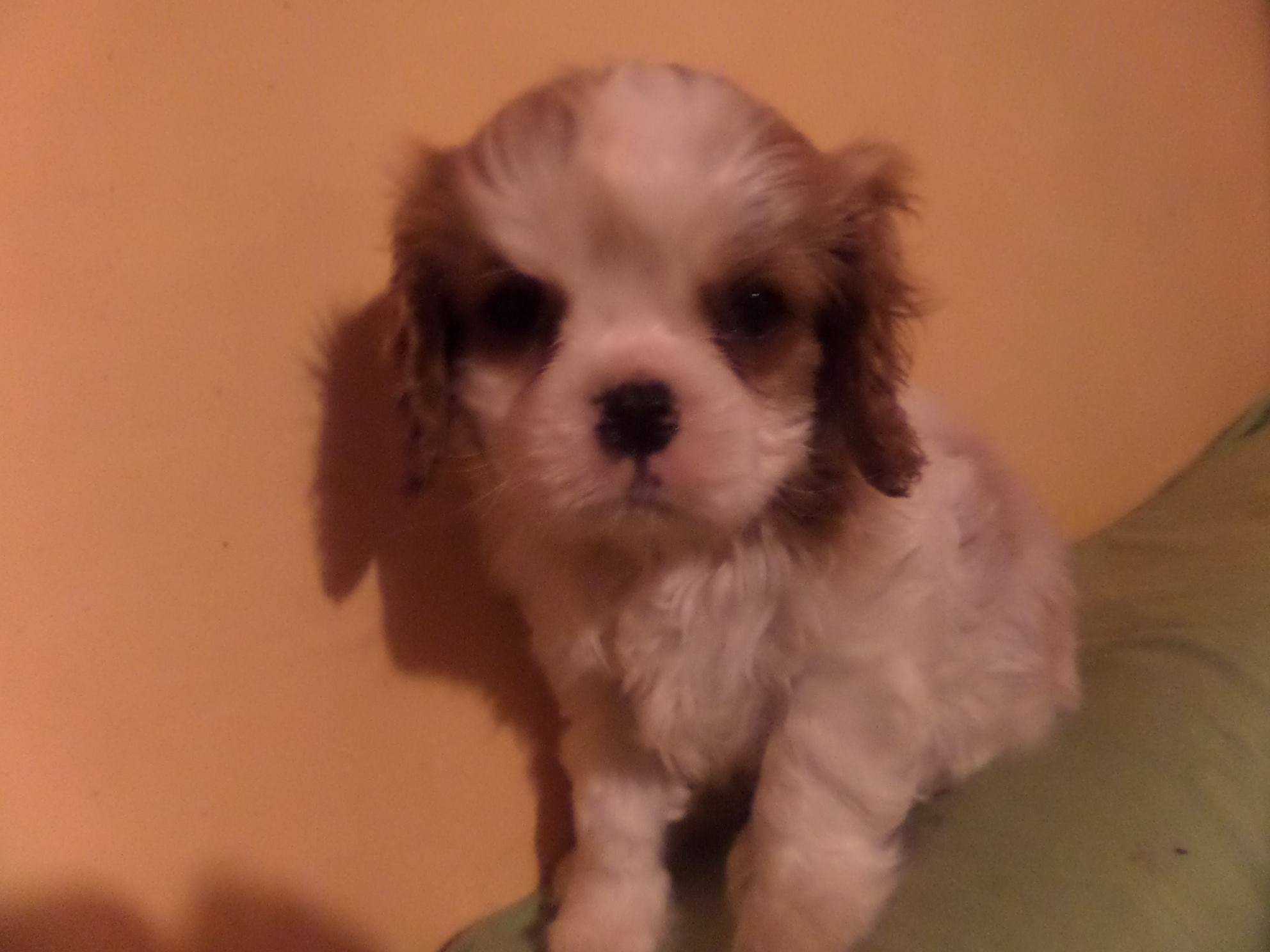 Raj